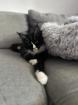 Wunderschöner Maine Coon Kater sucht seine Menschen