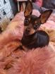Zwergpinscher deckrüde