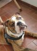 Big Boy Bruno sucht ein neues Zuhause