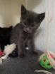 5 Kitten suchen liebevolles Zuhause