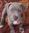 Staffordshire Terrier Welpen