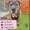 Kamala (w), 8 Jahre, 56 cm, Slowakei