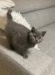 Britisch Kurz Haar BHK Kitten (Kater)
