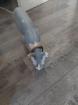Deckkater reinrassig Canadian sphynx 