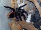 Avicularia versicolor / Caribena versicolor -- Weibchen adult -- mit Terrarium