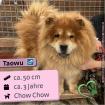Taowu (m), Chow Chow, 3 Jahre, 50cm, Slowakei (NB)
