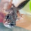 3 Leopardgecko Weibchen abzugeben
