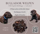 Bullador Welpen