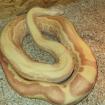 Boa c. i. adult abzugeben verschiedene Morphen