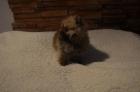 Wunderschöne Pomeranian Welpen aus bester Verpaarung