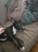 Miniatur Bullterrier