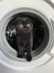 BKH 6 Monate alt Kater