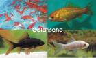 Goldfische - Koi - Teichfische - Muscheln - Krebse // Fischfarm Eske