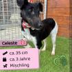 Celeste (w), 3 Jahre, 36 cm, Slowakei