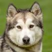 WAPAJ - weiblich  3 Jahre  56 cm  19 kg  Husky  Gechipt  Nicht kastriert