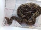 Mexican Boa abzugeben