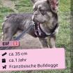 Elif, Französische Bulldogge, weibchen ca. 1 Jahr