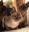 Burma Kitten REINRASSIG