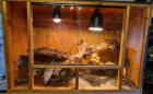 72461 Albstadt Leopardgeckos