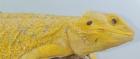 Suche intensiv gelbe Farb-Bartagamen z:B. Citrus,Citrus Hypo Leatherback, etc.