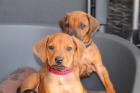 Reinrassige Rhodesian Ridgeback Welpen