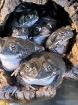 Colorado Kröte / Sonoran Desert Toad / Bufo Alvarius, 150 € pro Tier