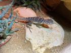 Halsbandleguan Weibchen, Crotaphytus collaris ca. 1,5 Jahre alt