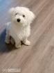 Deckrüde malteser /Maltipoo 