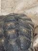 8 Landschildkröten abzugeben