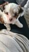 Shih tzu- Chihuahua  Welpen 
