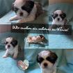 Noch 4 Shih Tzu Welpen abzugeben